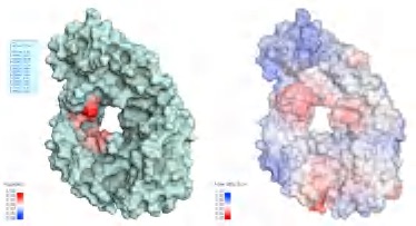 抗體聚合與 QMap 分析