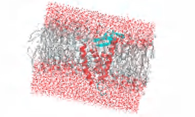 膜蛋白質溶劑化