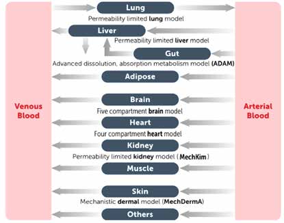 Simcyp PBPK 器官特異性模型架構